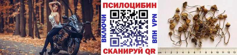 хочу   Куйбышев  Псилоцибиновые грибы Psilocybine cubensis 