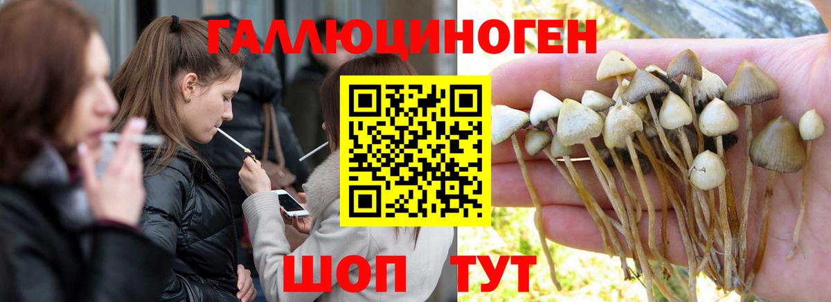 Псилоцибиновые грибы Psilocybe Куйбышев